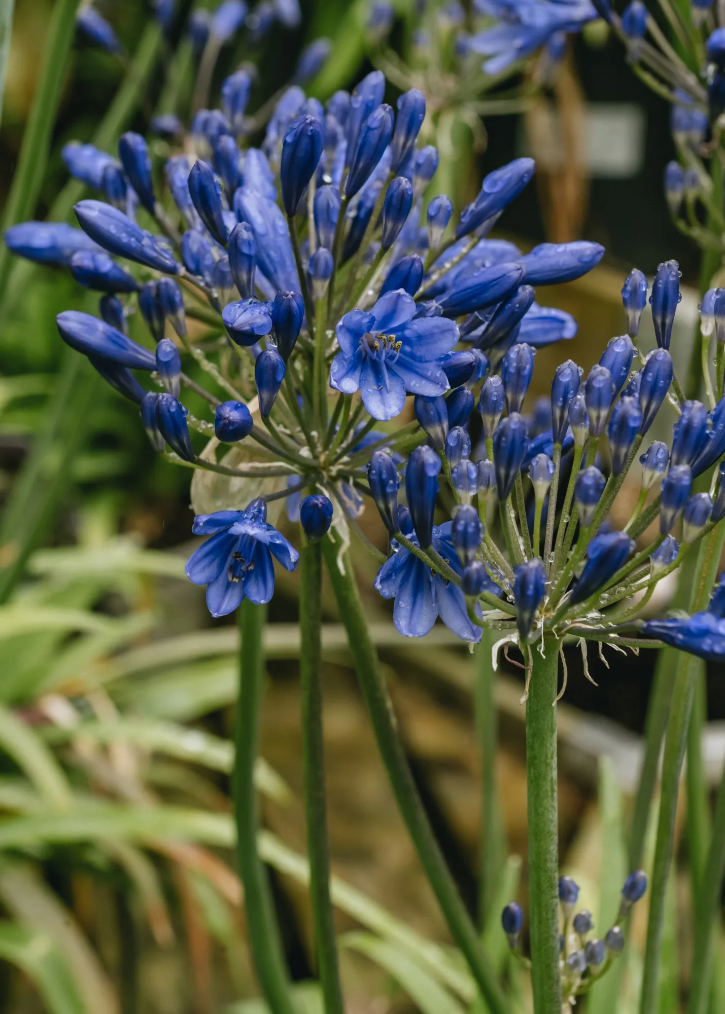 Agapanthus Brilliant Blue