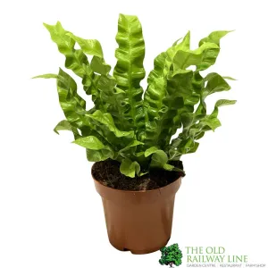 Asplenium 'Crispy Wave' Indoor Fern 12cm Pot