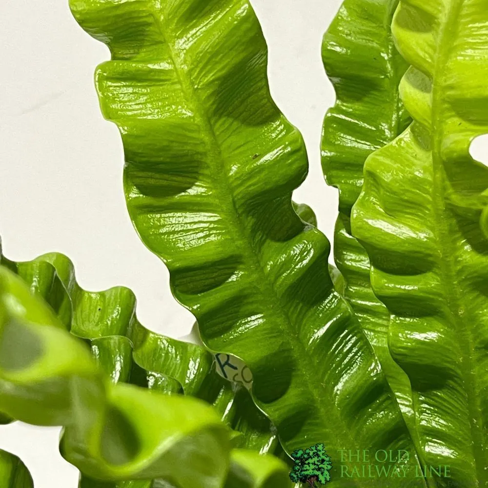 Asplenium 'Crispy Wave' Indoor Fern 12cm Pot