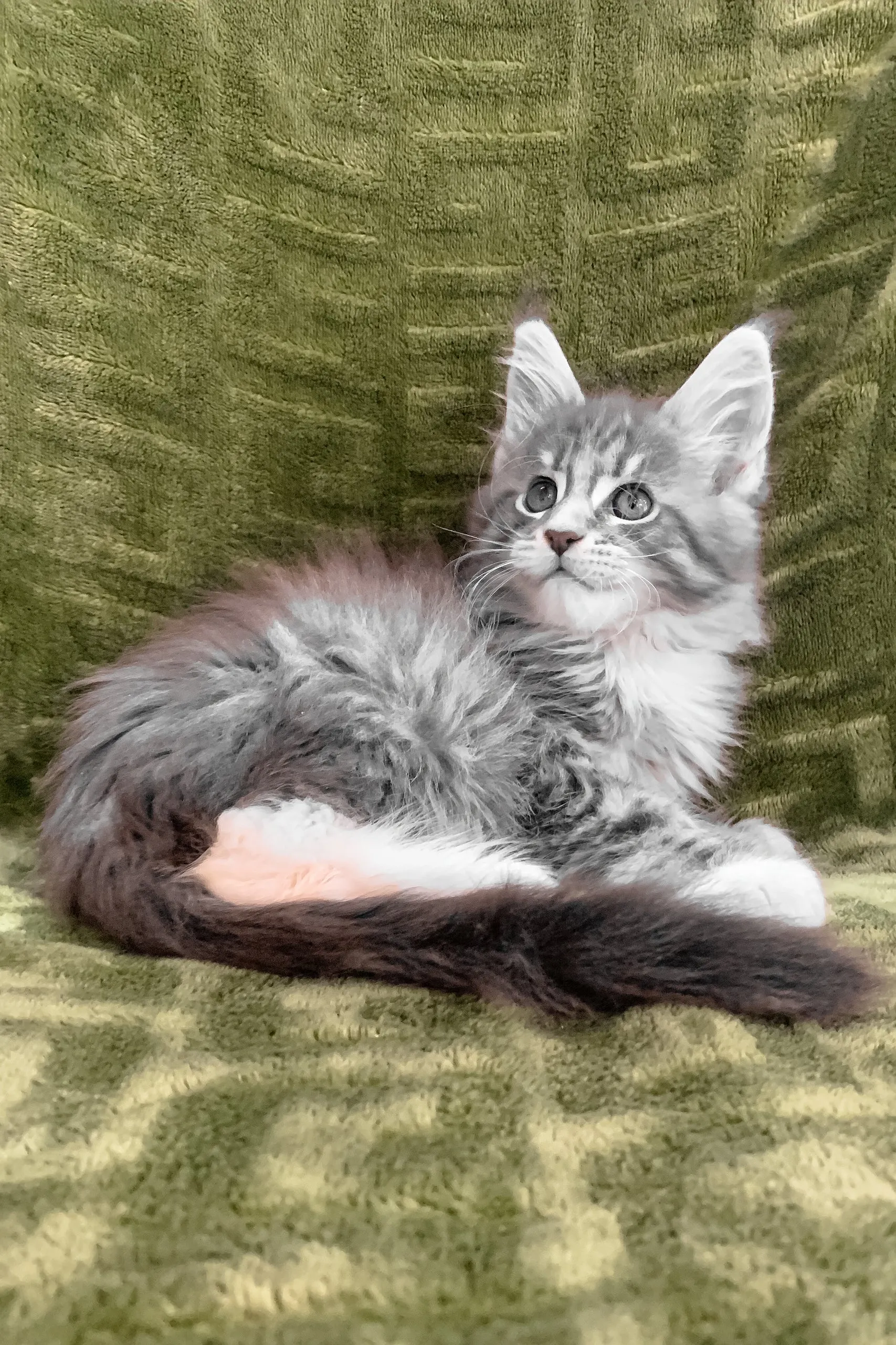 Chic | Maine Coon Kitten