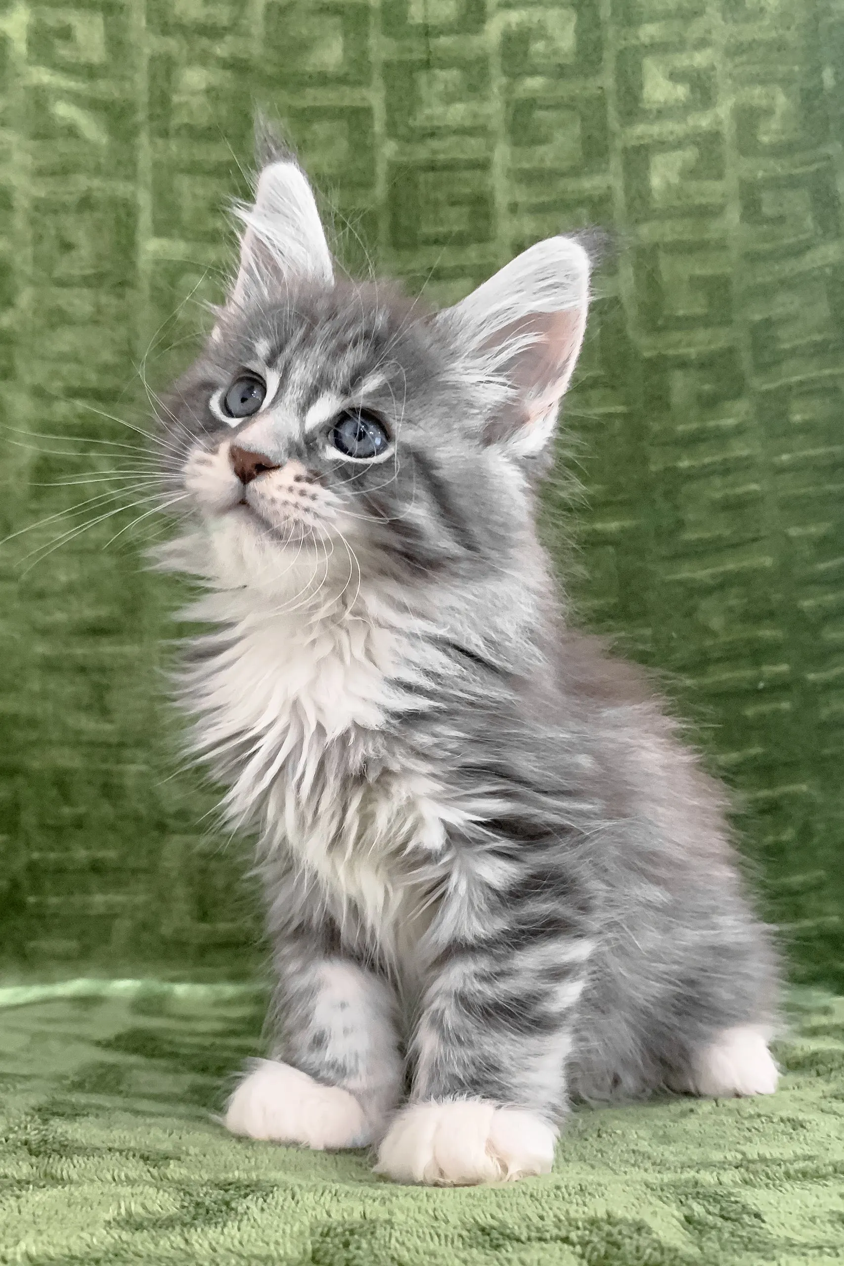 Chic | Maine Coon Kitten