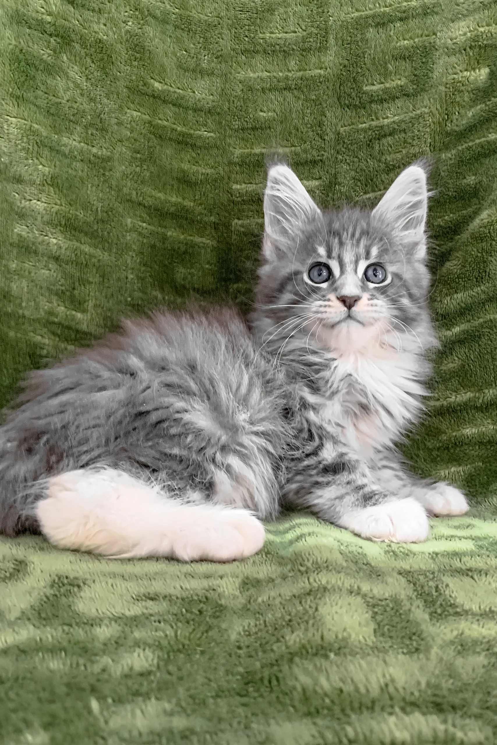 Chic | Maine Coon Kitten