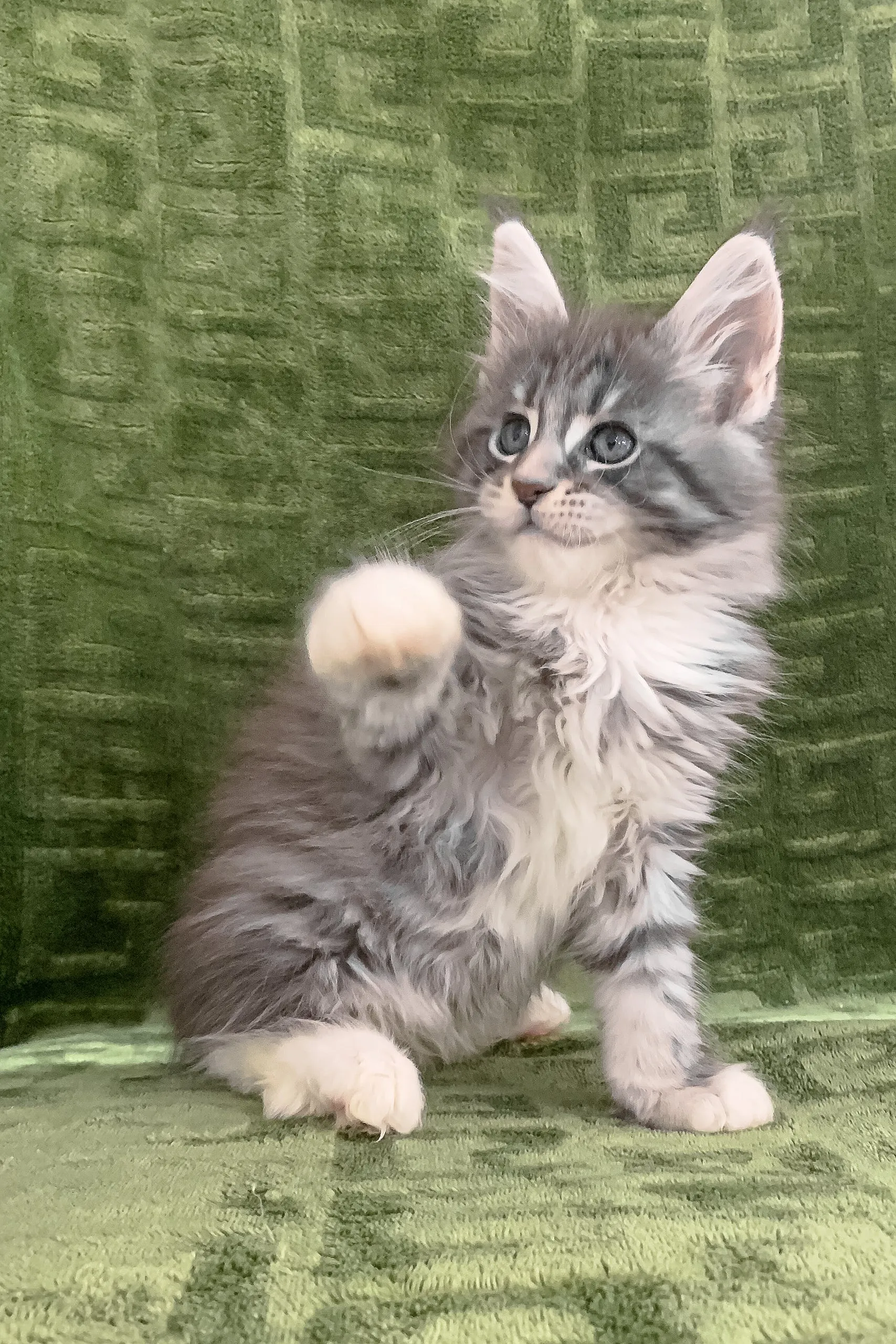 Chic | Maine Coon Kitten