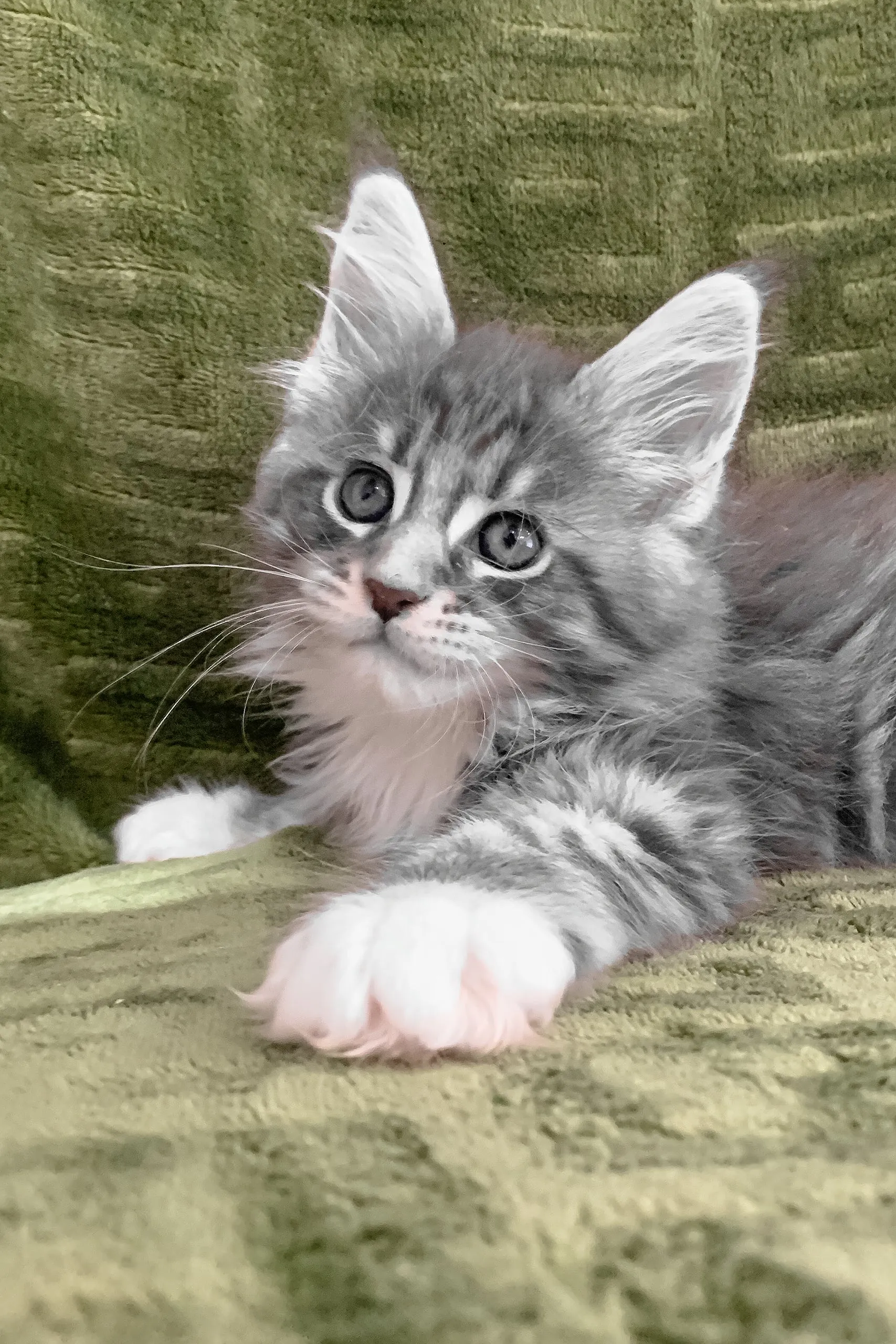 Chic | Maine Coon Kitten