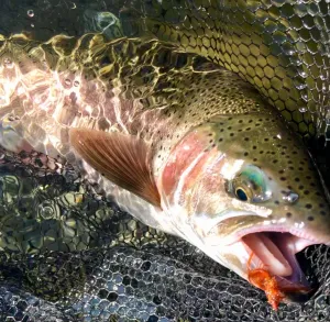 LCO River Specific Fly Packs (Trout)